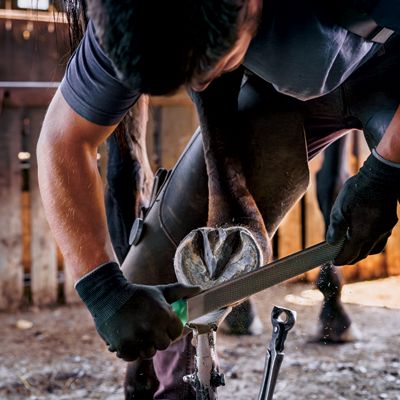 Equine Farrier