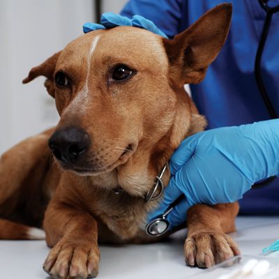Dog Veterinary Care