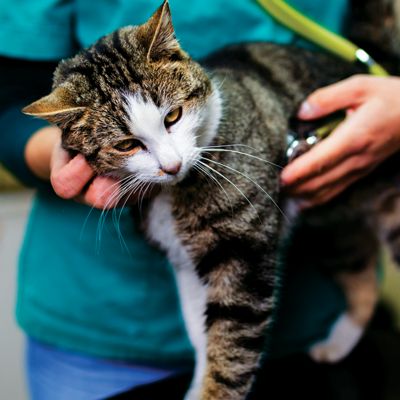 Cat Veterinary Care