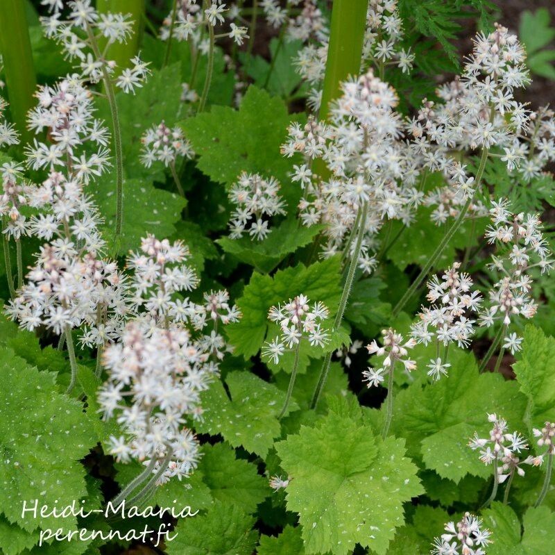 Rönsytiarella - Spetsmössa Tiarella cordifolia