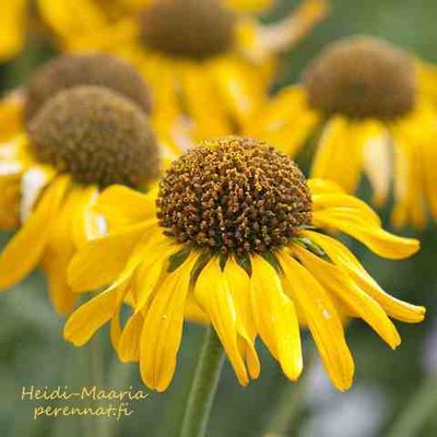 Koreahohdekukka Helenium hoopesii