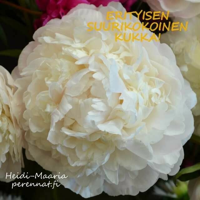 Kiinanpioni Paeonia lactiflora Moon over Barrington