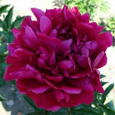 Kiinanpioni Paeonia Inspecteur Lavergne