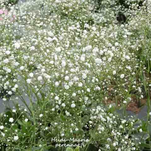 Harsokukka Gypsophila paniculata Schneeflocke