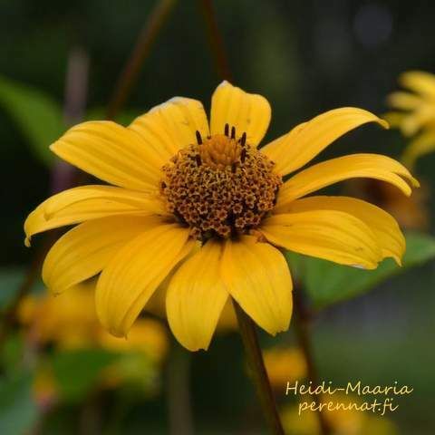 Päivänsilmä - Heliopsis helianthoides Summer Night