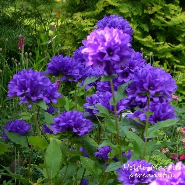 Loistopeurankello ‘Superba’ (Campanula glomerata)
