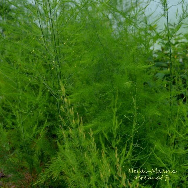 Parsa Asparagus Pasific Purple