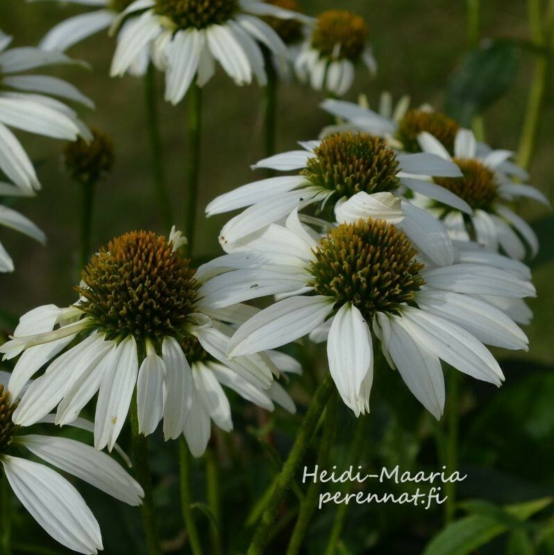 Punahattu Echinacea purpurea Alba