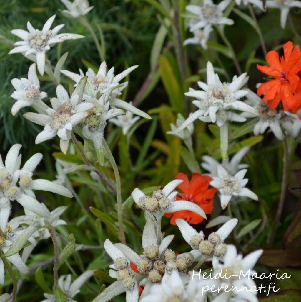 Euroopanalppitähti Leontopodium alpinum Edelweiss