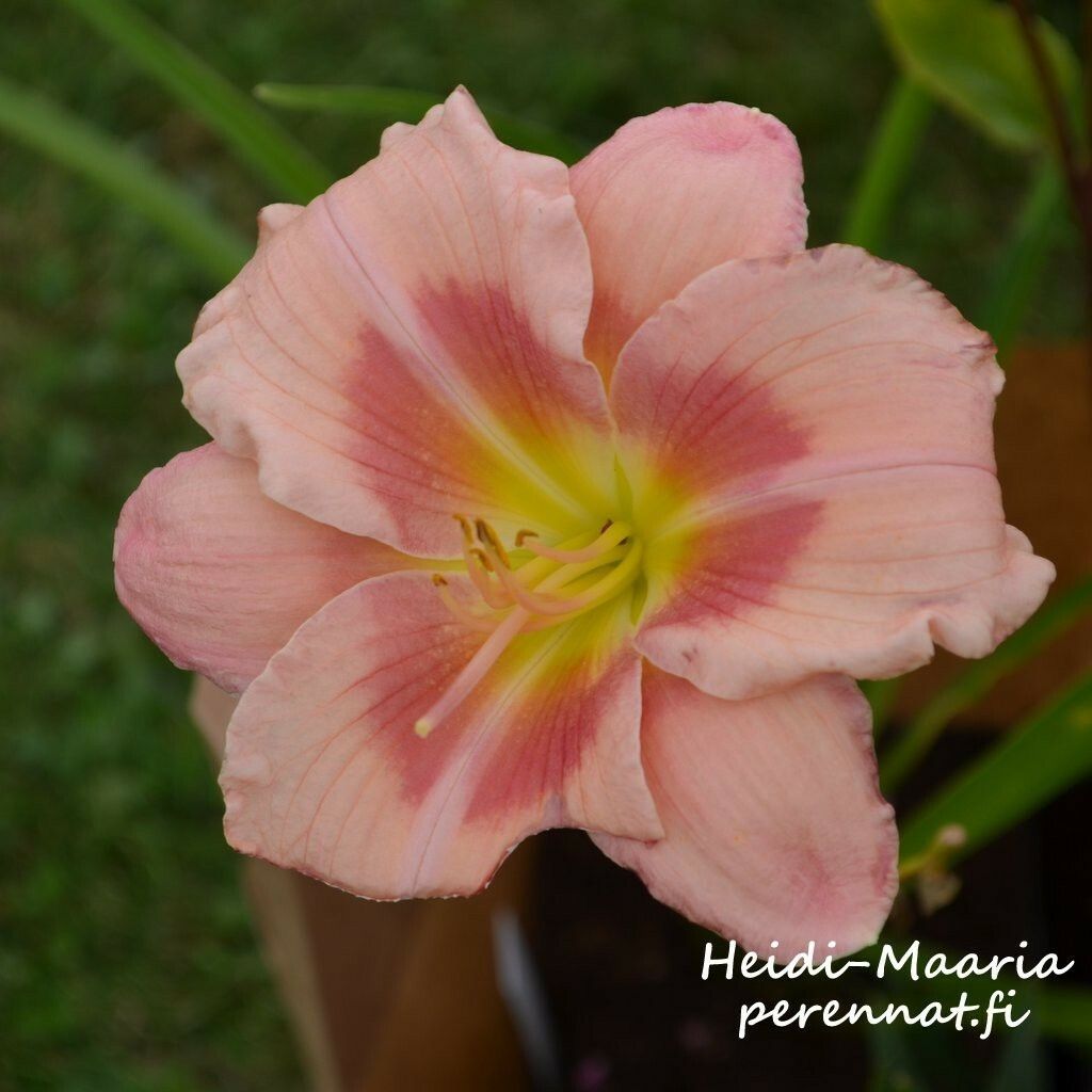 Tarhapäivänlilja - Hemerocallis Janice Brown