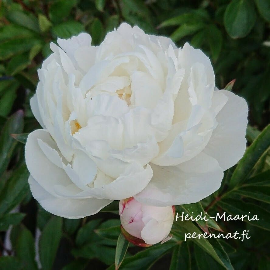Kiinanpioni - Paeonia lactiflora Gardenia