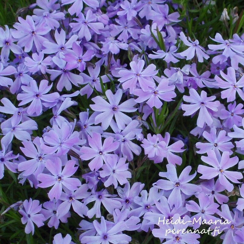 Sammalleimu Phlox subulata Emerald Cushion Blue