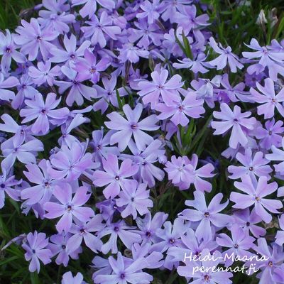 Sammalleimu Phlox subulata Emerald Cushion Blue