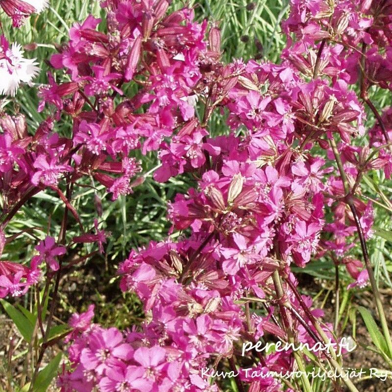 Mäkitervakko - Lychnis viscaria