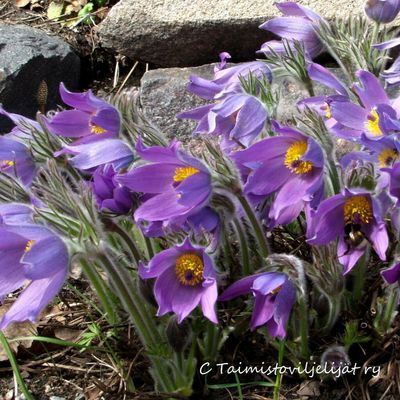 Tarhakylmänkukka Pulsatilla vulgaris Blaue Glocke