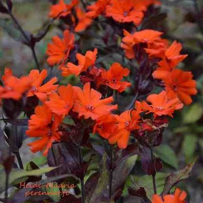 Leimurakkaus Lychnis arkwrightii-hybr. Orange Zwerg