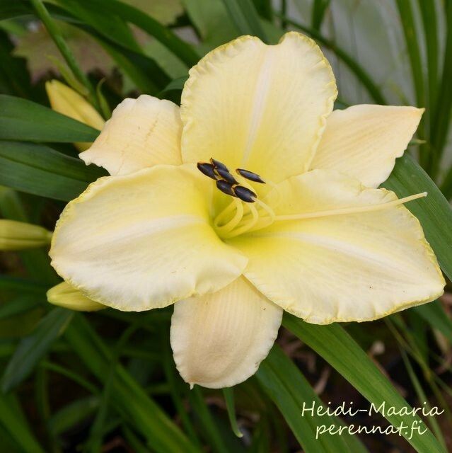 Tarhapäivänlilja Hemerocallis Arctic Snow