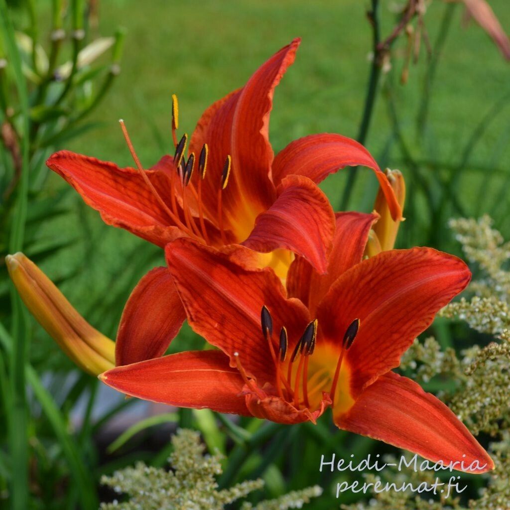 Tarhapäivänlilja Hemerocallis Anzac