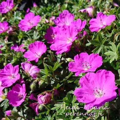 Verikurjenpolvi Geranium `Max Frei`