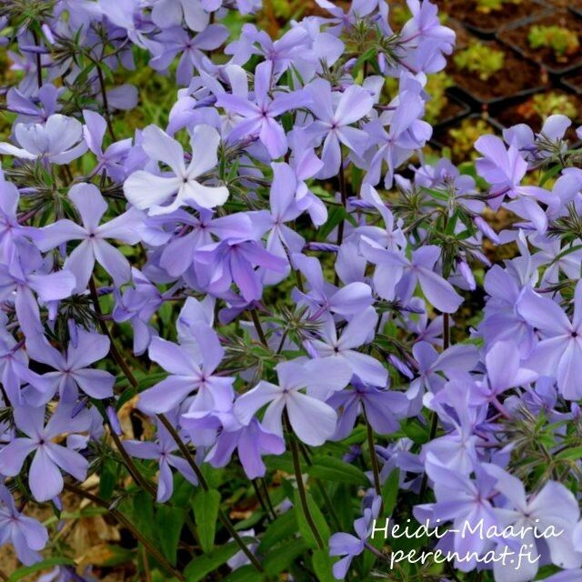 Sinileimu Phlox divaricata Blue Moon