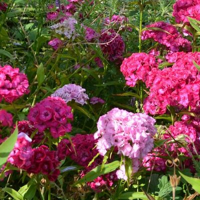 Harjaneilikka Dianthus  barbatus nanus Midget