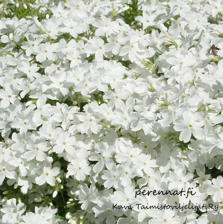 Sammalleimu - Phlox subulata Maischnee