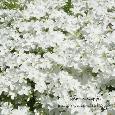 Sammalleimu - Phlox subulata Maischnee