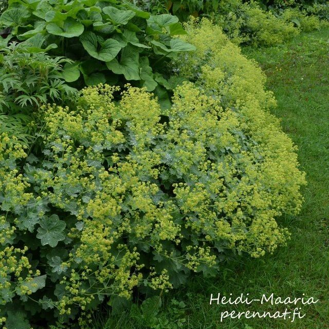 Jättipoimulehti -  Alchemilla mollis Select