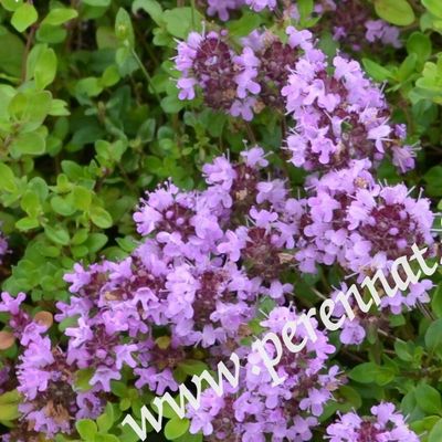 Kangasajuruoho Thymus serpyllum