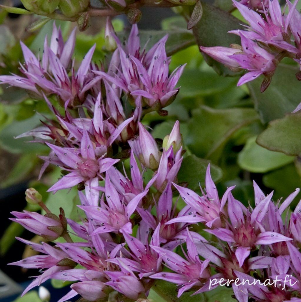 Kaukasianmaksaruoho Sedum spurium Summer Glory