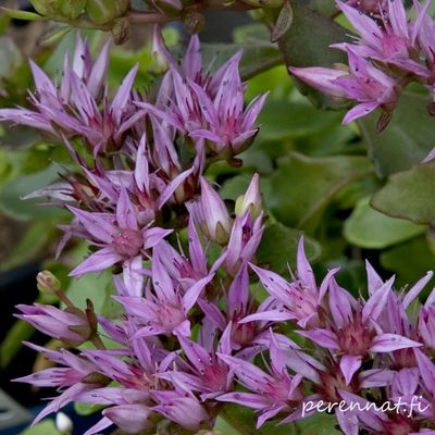 Kaukasianmaksaruoho Sedum spurium Summer Glory