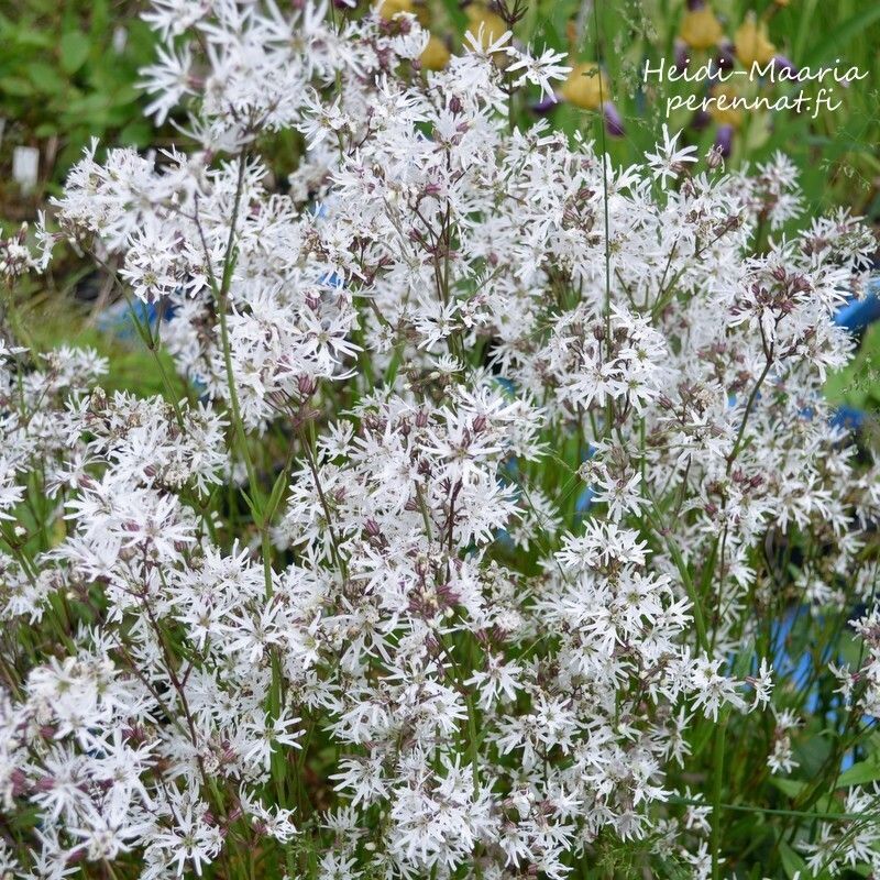 Käenkukka - Lychnis flos-cuculi White Robin