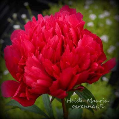 Hybridipioni - Paeonia  Many Happy Returns