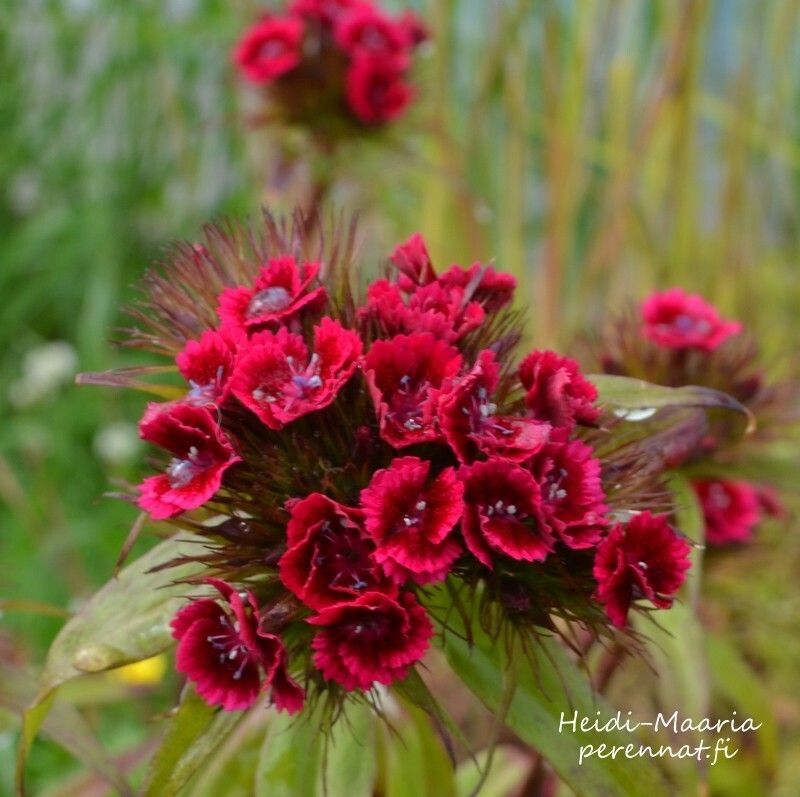Harjaneilikka Dianthus  barbatus Oeschberg
