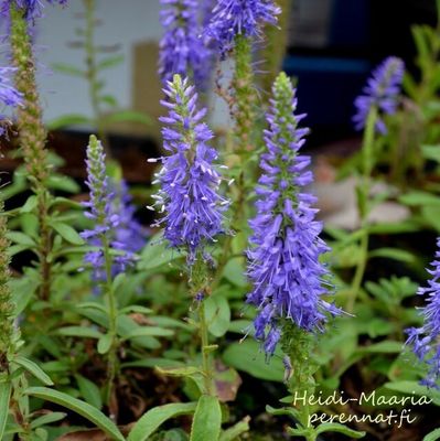 Tähkätädyke  Veronica spicata nana &quot;Blauteppich&quot;