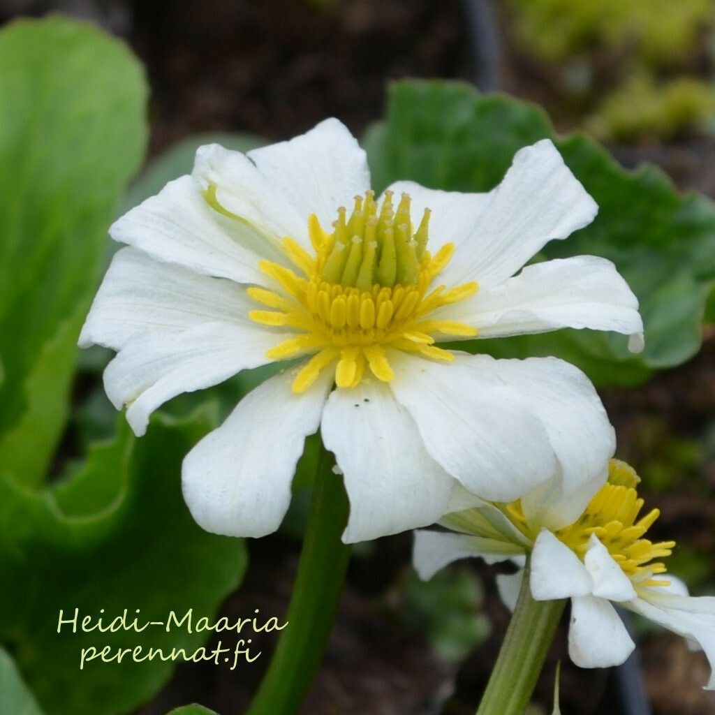 Amerikanrentukka  Caltha leptosepala