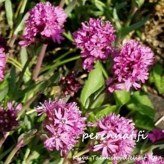 Pikkutervakko Lychnis alpina