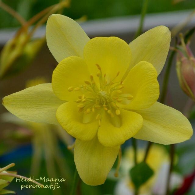 Jaloakileija  Aquilegia ’Maxi’