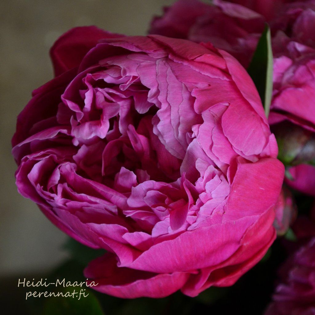 Kiinanpioni - Paeonia Red Sarah Benhardt