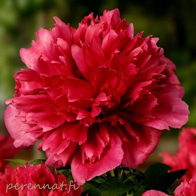 Hybridipioni Paeonia Red Charm