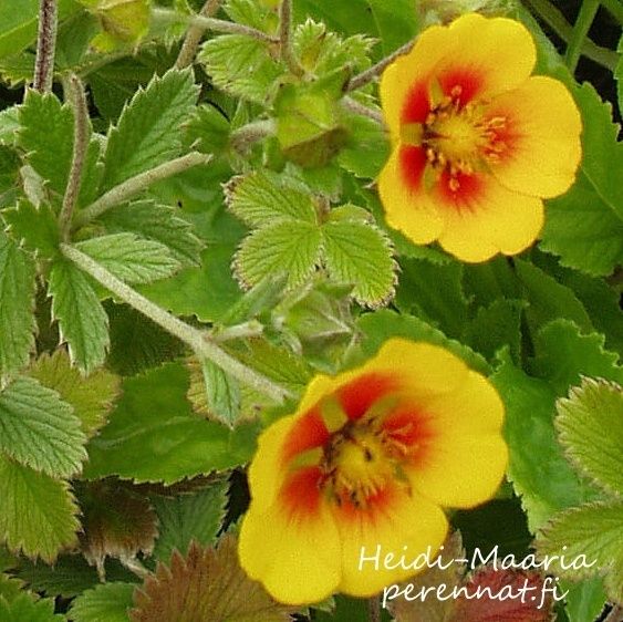 Silkkihanhikki Potentilla atrosanguinea arg. Orange Starlight