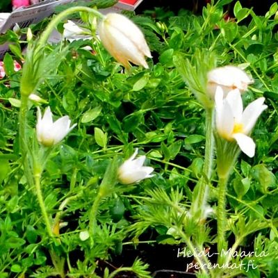 Tarhakylmänkukka Pulsatilla vulgaris Alba