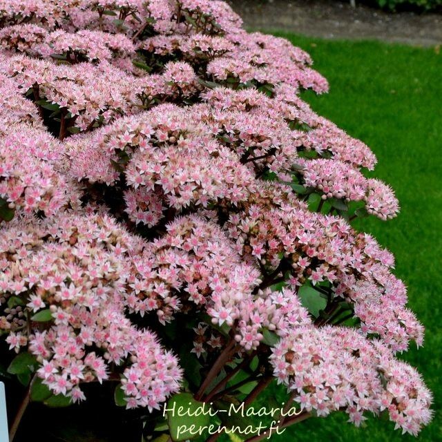 Komeamaksaruoho Sedum telephium  Matrona