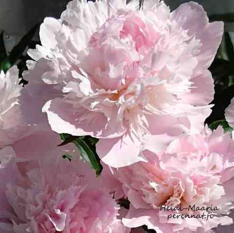Kiinanpioni - Paeonia lactiflora Alertie - Ruukkutaimi 2,8l