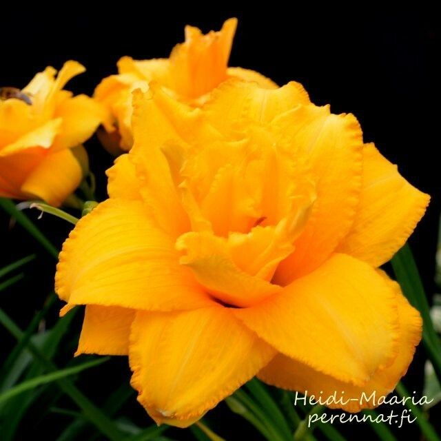 Tarhapäivänlilja Hemerocallis Condilla
