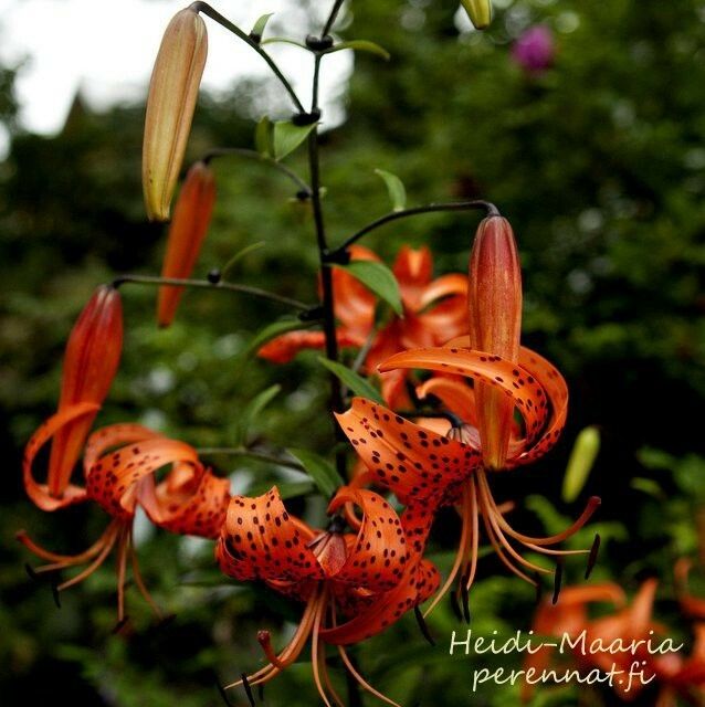 Tiikerililja Lilium  lancifolium
