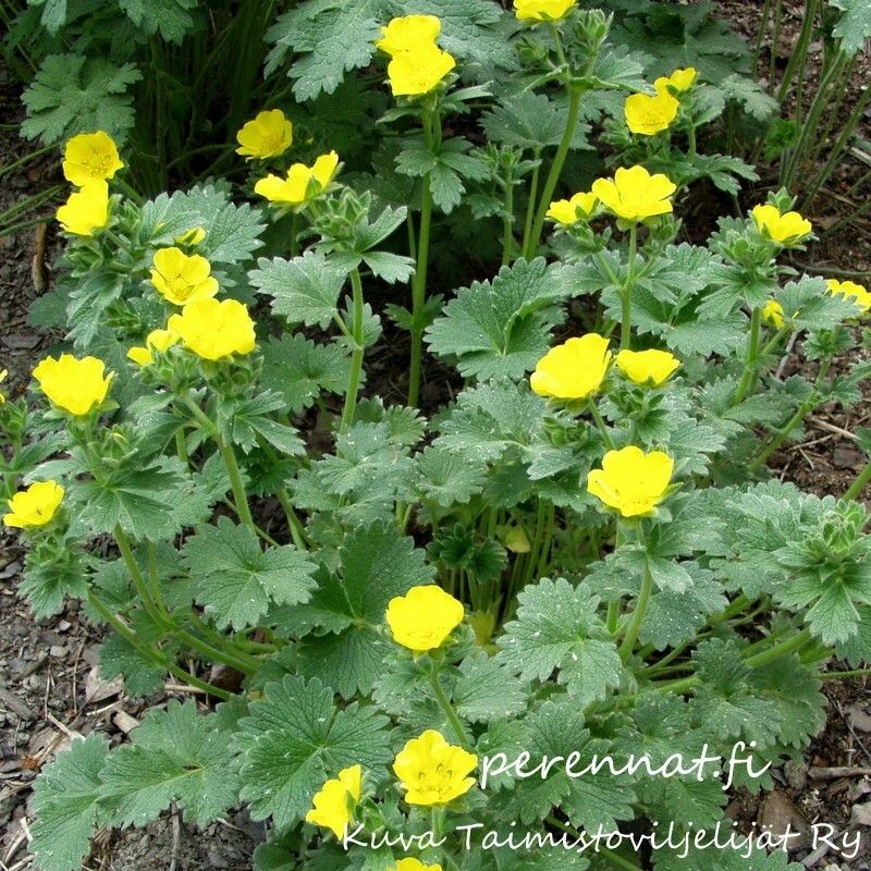 Japaninhanhikki Potentilla megalantha