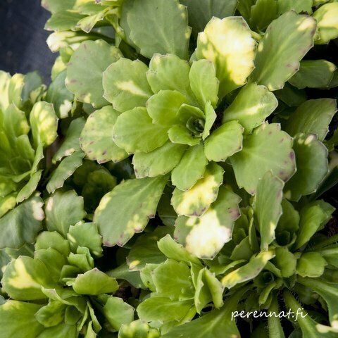 Varjorikko Saxifraga umbrosa Variegata
