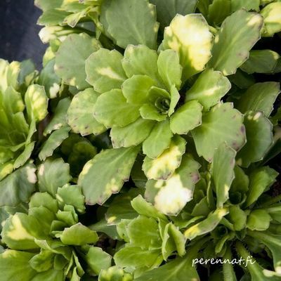 Varjorikko Saxifraga umbrosa Variegata