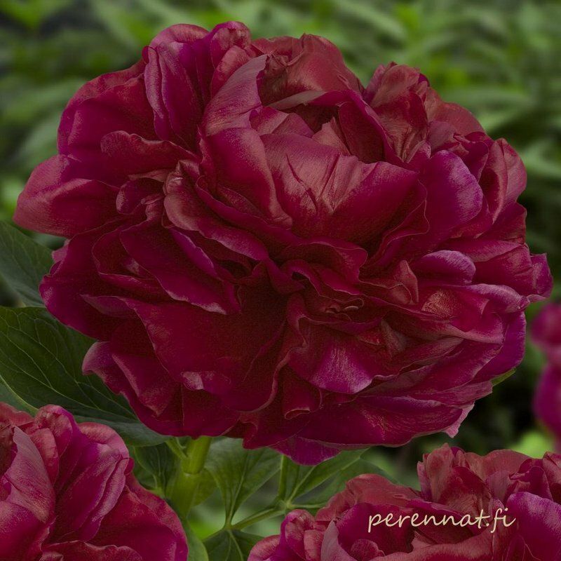 Hybridipioni - Paeonia Henry Bockstoce